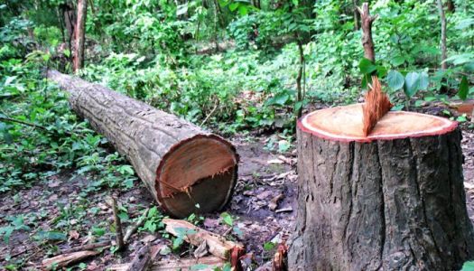 बर्दिवासमा एक सय ८३ बोट सालका रुख कटान