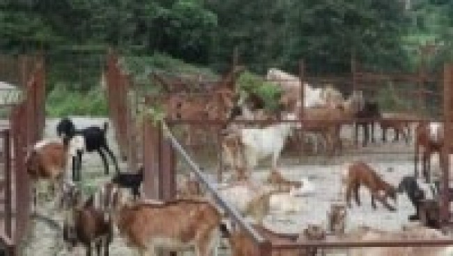 भोटेचौरमा २५ युवाको व्यावसायिक अर्गानिक  कृषि फार्म