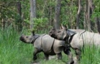 निकुञ्जका पुष्पा र अञ्जलीलाई कोशी पठाइँदै