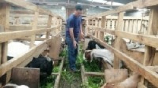 खानीगाउँमा घरैपिच्छे बाख्रापालन