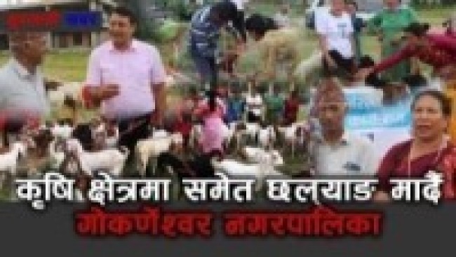 गोकर्णेश्वर नगरपालिकाद्वारा बाख्रा बितरण,कृषि क्षेत्रमा छल्याङ मार्दै कृषकहरु खुशीले गदगद