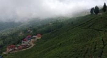 सूर्योदय नगरपालिकामा प्राङ्गारिक चियाखेती अभियान