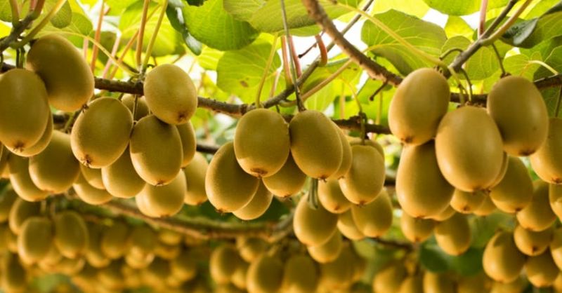 किबी खेतीबाट वार्षिक १० लाख आम्दानी