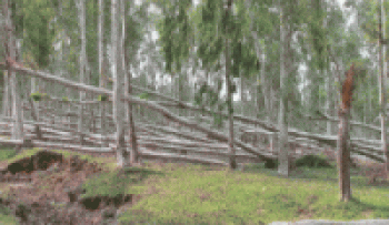 रतुवामाई वृक्षरोपण आयोजनाका मसलाका रुख काटिए  