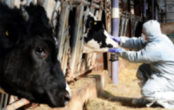 शिविरमा चार हजार बढी पशुपक्षीको उपचार   