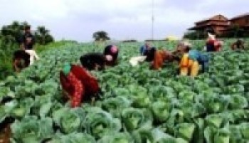 सागसब्जी उत्पादनबाट आत्मनिर्भर बनेका दाङका थारु महिला