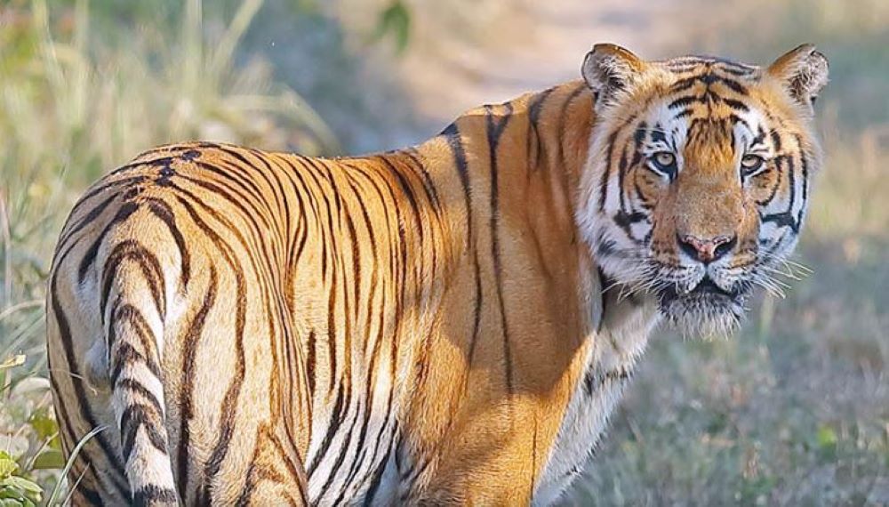 विश्व बाघ दिवसः नेपालमा बाघको सङ्ख्या ‘धान्ने क्षमता’ चार सय