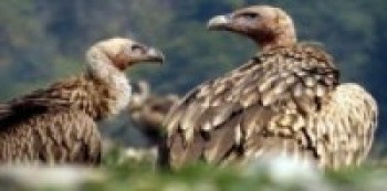 चौकुनेमा एक सय चौबिस गिद्ध