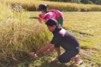  कैलालीका किसान धान भित्र्याउन व्यस्त    