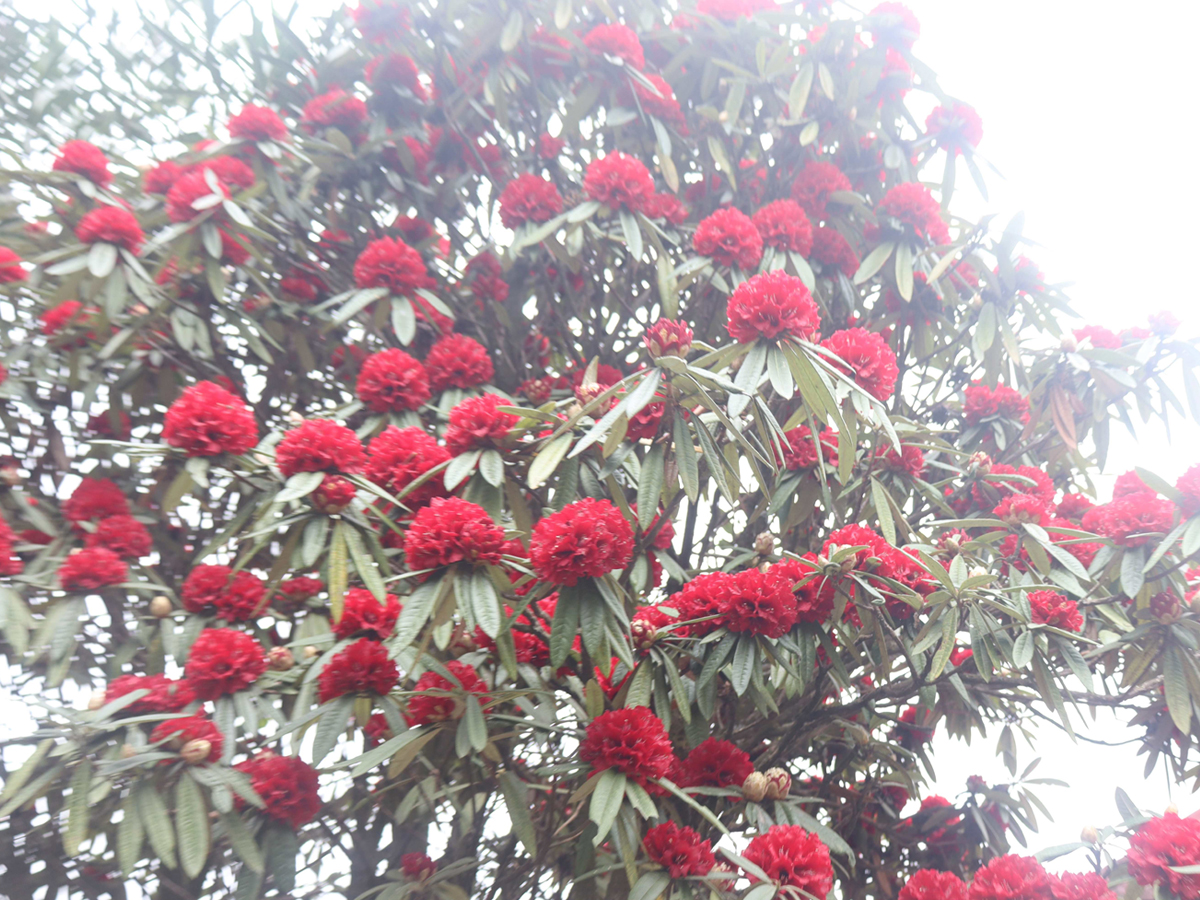 गुराँसले जोगाउँदै फुङ्लिङको पर्यटन व्यवसाय