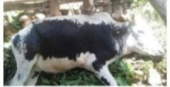 लम्पी स्किनबाट एक सय ५९ पशु मरे