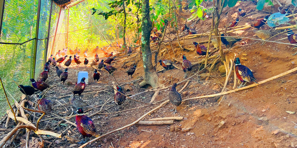 कँडेलको चरा पाल्ने रहर : वनकुखुरा पालनमा ५० लाख लगानी