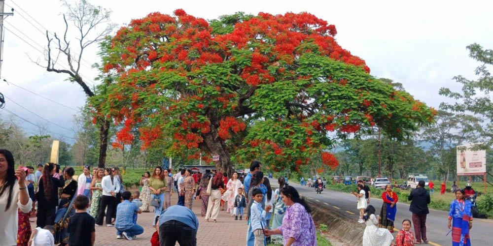 ढकमक्क फुलेका गुलमोहरले पर्यटकलाई लोभ्यायो