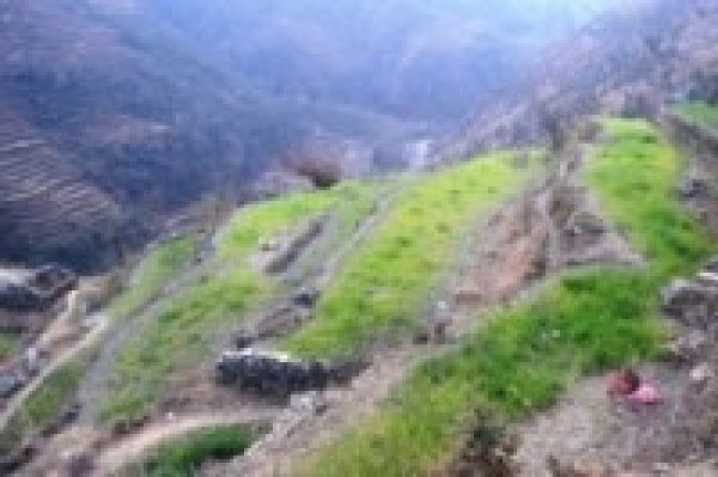 यस वर्षको हिउँदयाममा हिमपात र वर्षा नभएपछि हिउँदेबाली खेतबारीमै सुक्न थाले