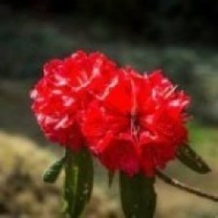 जलवायु परिवर्तनको असरः पुसमै फुल्यो लालीगुराँस