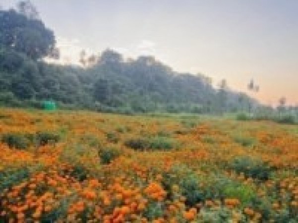 सयपत्री फूलखेतीको लागि ‘हब’ बन्दै तनहुँ