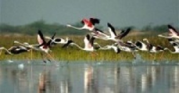 शुक्लाफाँटा राष्ट्रिय निकुञ्ज क्षेत्रमा जलपक्षी गणना सुरु    