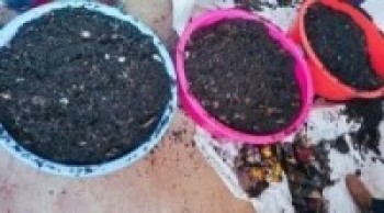 प्राङ्गारिक मल उत्पादन गर्दै स्थानीय तह