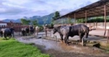 भारतबाट मुर्रा भैँसी, अमेरिका र अष्ट्रेलियाबाट घाँस !