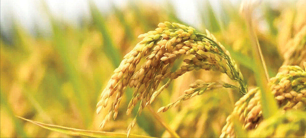 किसानलाई सहुलियतमा धानको बीउ