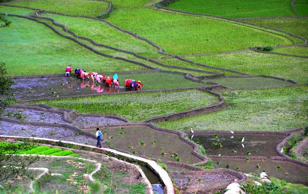 देशभर ९१ प्रतिशत धान रोपाइँ