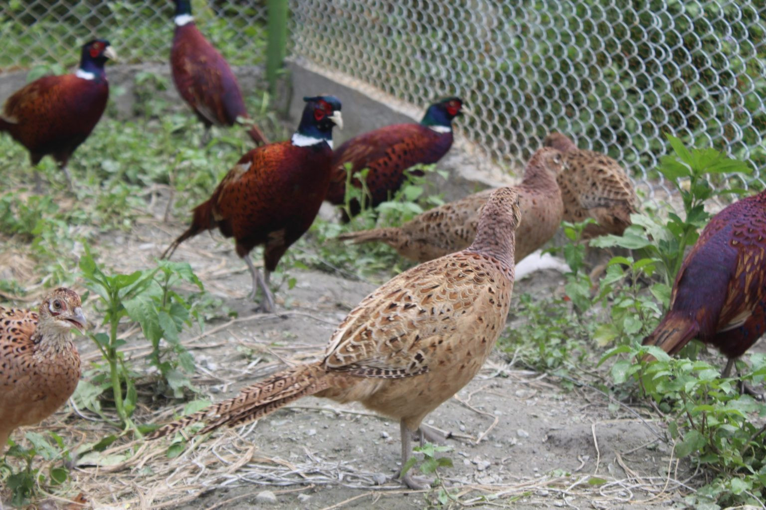१६ वर्षपछि कालीगण्डकी बेसीनमा दुर्लभ पन्छी चिरकालिजको सङ्ख्या १८ जोडी
