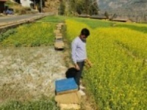 मौरीका घारले भरियो रत्नेचौरको तोरीबारी  