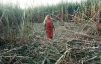 जङ्गली हात्ती उखु बालीमा पसेपछि ...