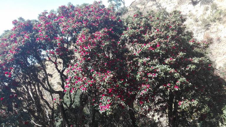 पहाडी जङ्गल लाली गुराँस फुलेर राताम्य भए।