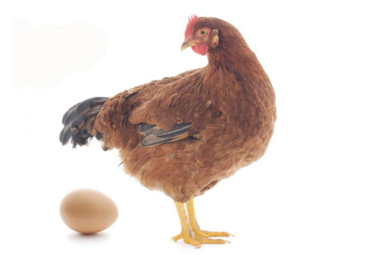 कुखुरालाई बलात्कार गरेको आरोपमा एक १४ वर्षीय किशोर पक्राउ