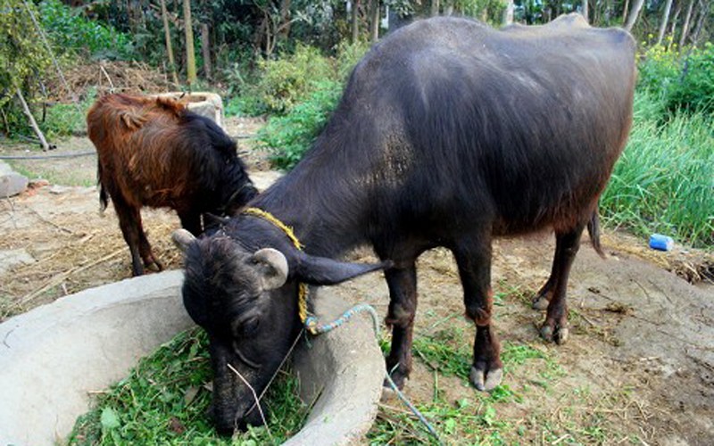 सल्यानमा भैसी सुत्केरी हुँदा किसानको  २५ सय भत्ता