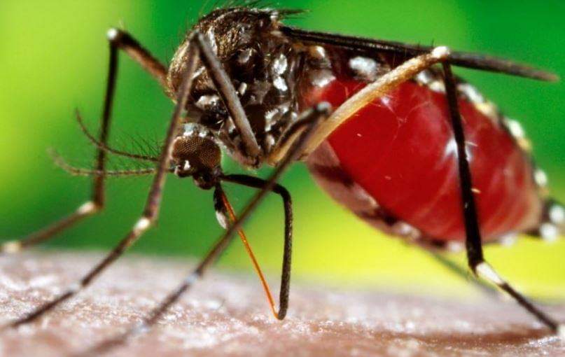 बङ्गलादेशमा डेङ्गुका कारण मृत्यु हुनेको सङ्ख्या ७५ पुग्यो