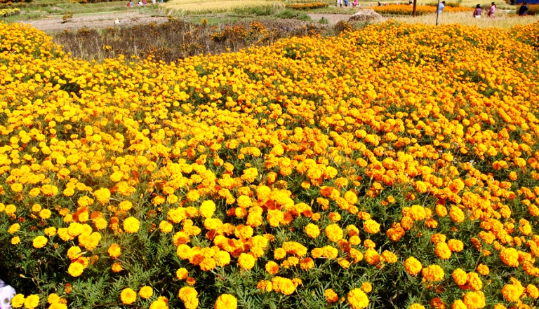 तिहारमा २५ लाख मालाको माग