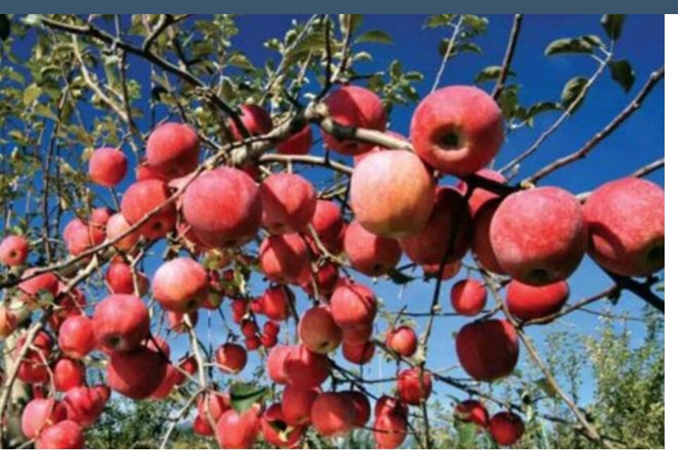 तोडियो रेकर्ड, यो बर्ष जुम्लाबाट छ हजार ५०० मेट्रिक टन स्याउ निर्यात