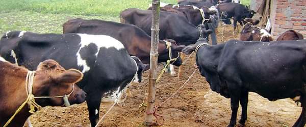 आर्थिक समृद्धिमा कृषि र पशुपालन