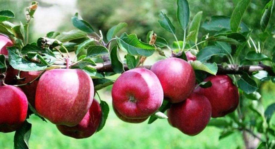 पहिलोचोटि बाजुरा बाट सात सय क्विन्टल अग्र्यानिक स्याउ बिक्री