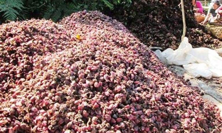 अझै भट्टीमा सुकाइन्छ अलैँची