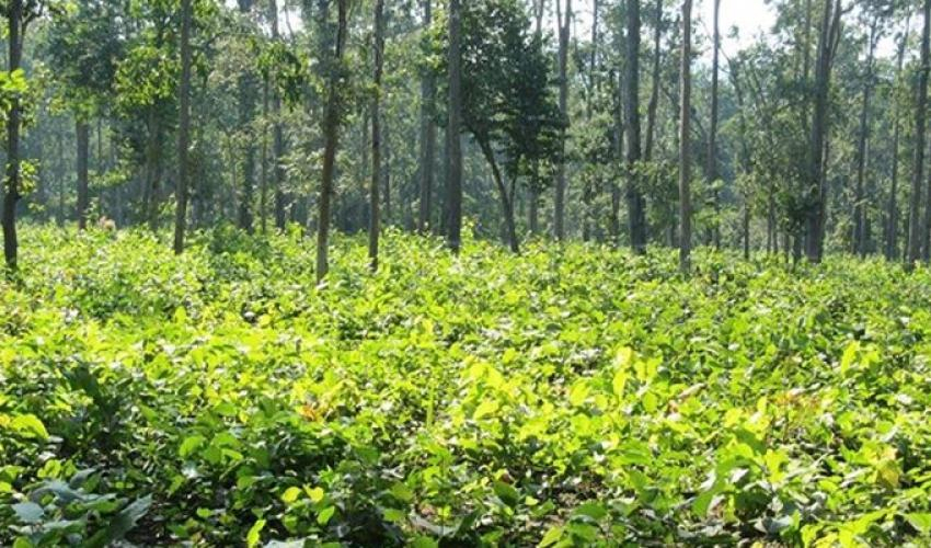 भोजपुरमा वैज्ञानिक वन व्यवस्थापन शुरु