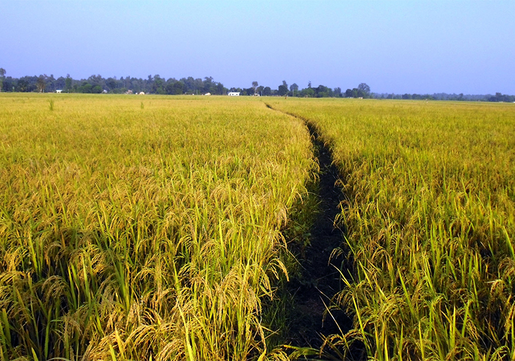 पर्वतमा धान भित्र्याउन समस्या