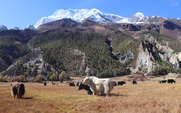 हिमाल मुनी चौरीखर्क रमाइलो दृश्य 